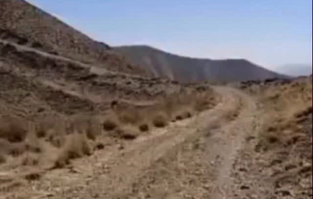 دیده شدن حیوان درحال انقراض در تهران | راه رفتن این زیبای وحشی را ببینید + فیلم