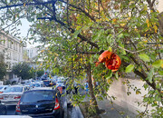 رستگاری با انار