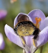 تصاویری بامزه از زنبورهای خسته