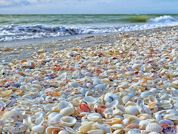 صدف‌ها در راه بازگشت به هرمز + فیلم