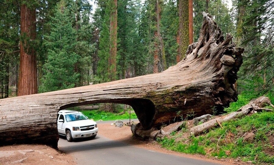 سکویا؛ بزرگترین موجود زنده سراسر کره زمین! + عکس