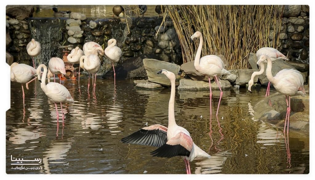 سفر از باغ گیاهشناسی به باغ پرندگان