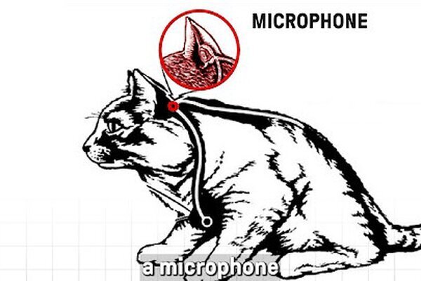 این گربه ۲۰ میلیون دلار به سازمان جاسوسی آمریکا ضربه زد!