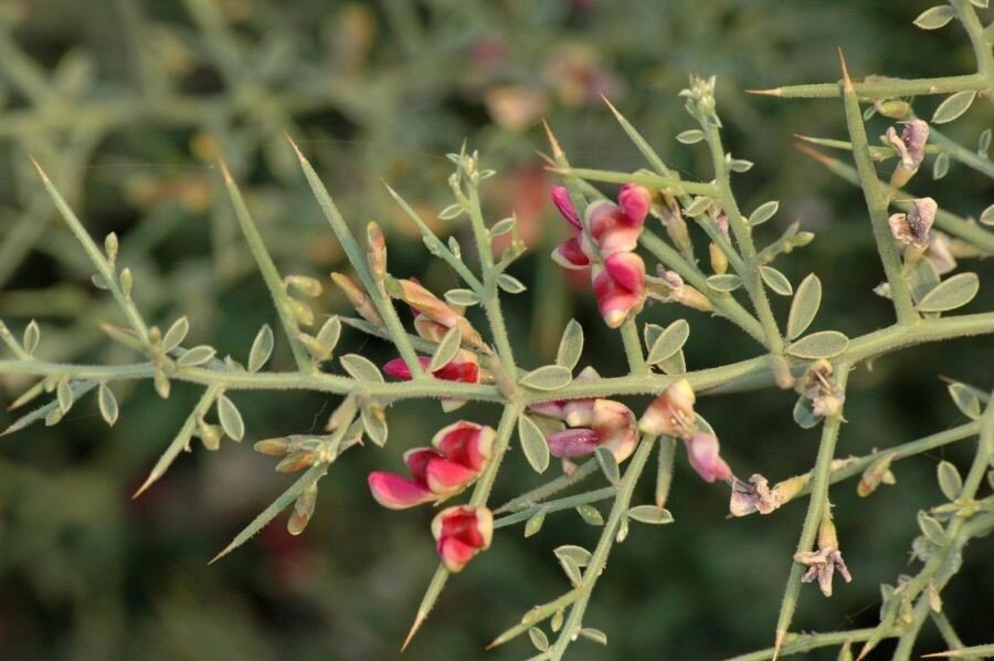 خواص شگفتانگیز عرق خارشتر برای بدن