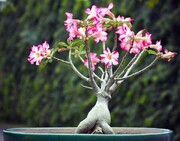 راهنمای نگهداری و تکثیر گل آدنیوم