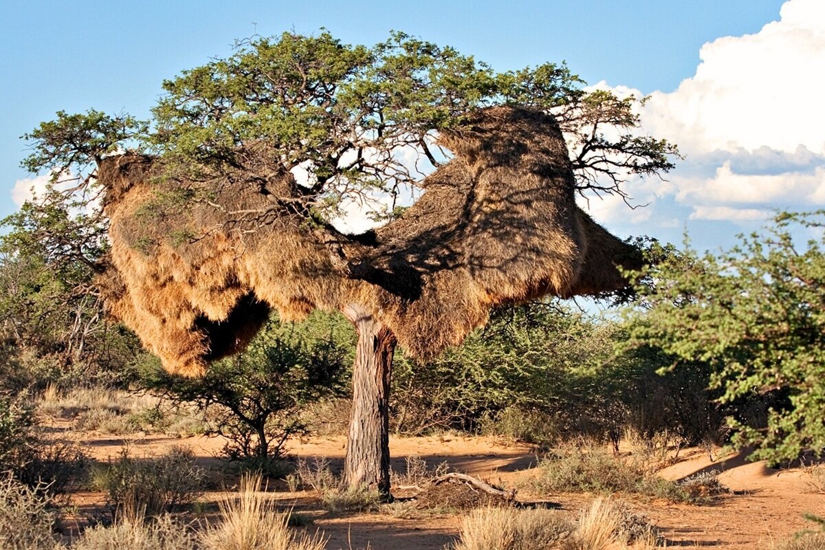 مهندسان نابغه دنیای پرندگان! + عکس