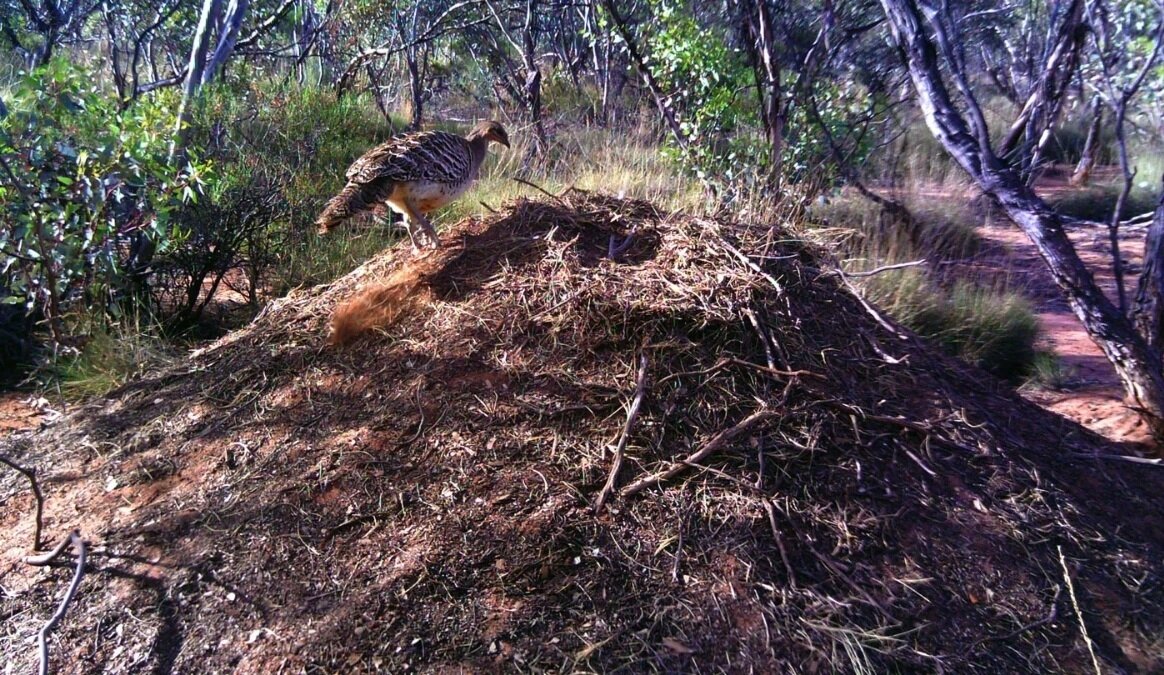 مهندسان نابغه دنیای پرندگان! + عکس