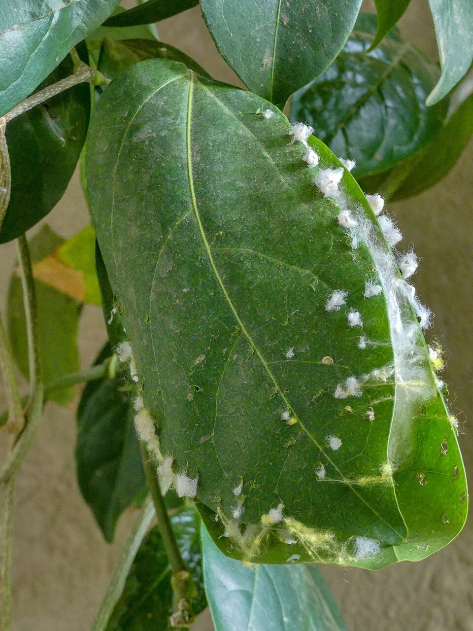 مهندسان نابغه دنیای پرندگان! + عکس