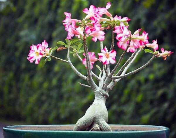 راهنمای نگهداری و تکثیر گل آدنیوم گل آدنیوم