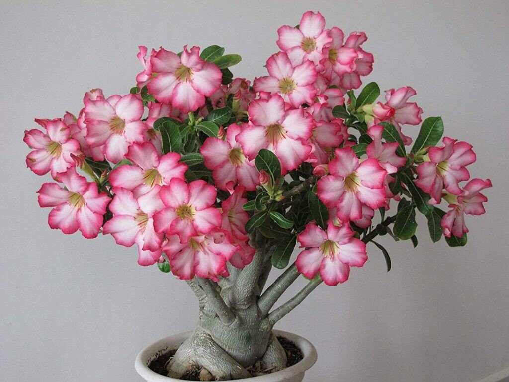 راهنمای نگهداری و تکثیر گل آدنیوم