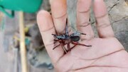 پدیده‌ای نادر در طبیعت؛ کشف عنکبوتی که هم نر است و هم ماده!