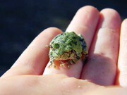 قورت‌دادن قورباغه