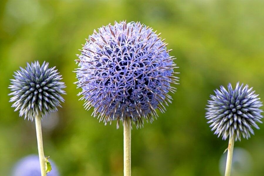 شکر تیغال چیست و چه خواصی دارد؟