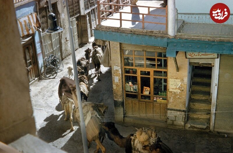 از نان و پنیر تا شاه شکمو