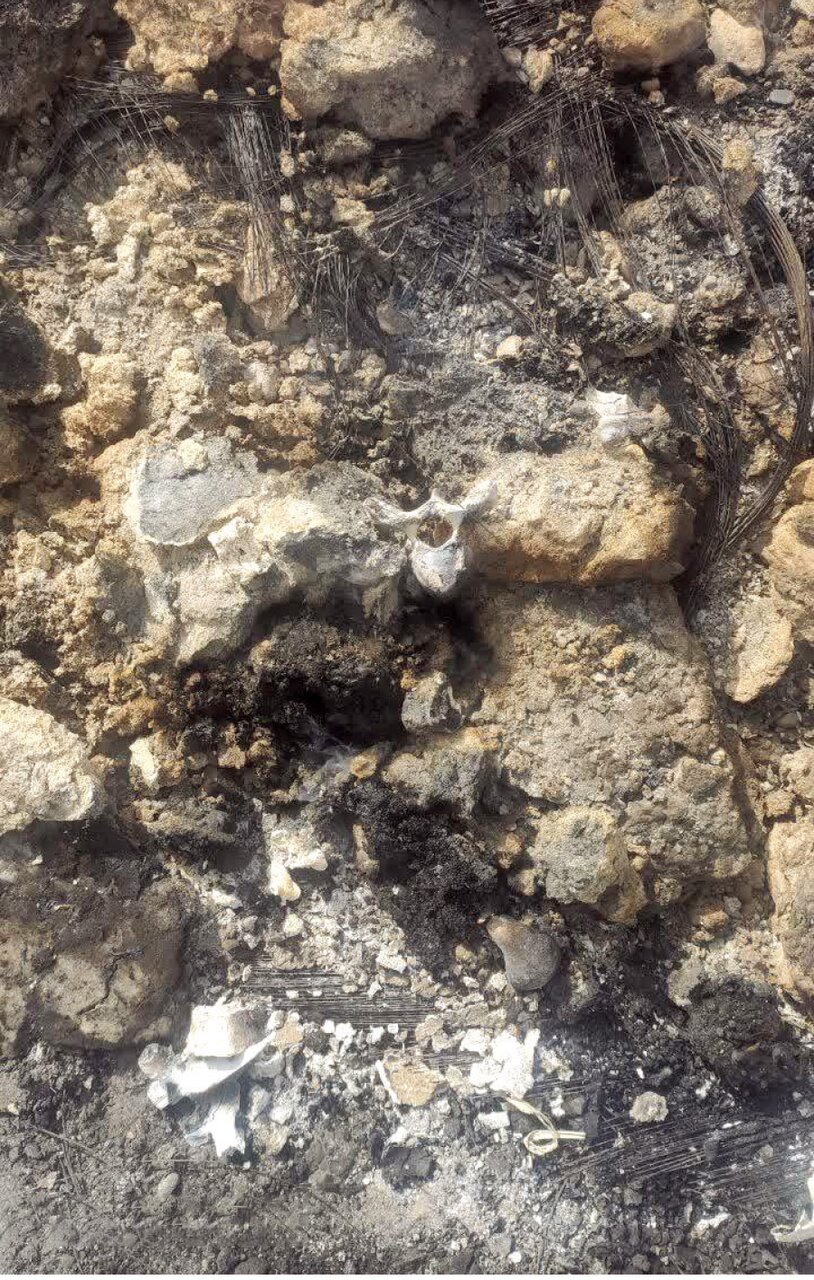 مردی دخترش را کشت، مثله کرد و سوزاند + عکس