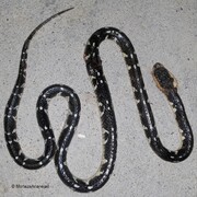 سیه‌مار سیستان و بلوچستان در هرمزگان هم ثبت شد | در هرمزگان پادزهر این مار وجود ندارد + فیلم