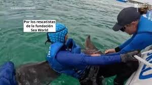 نجات بچه دلفین زخمی از نخ ماهیگیری 