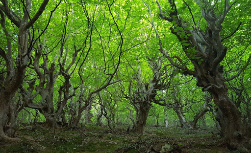 جنگل نقله بر؛ بکرترین و زیباترین جنگل گیلان برای سفر پاییزی