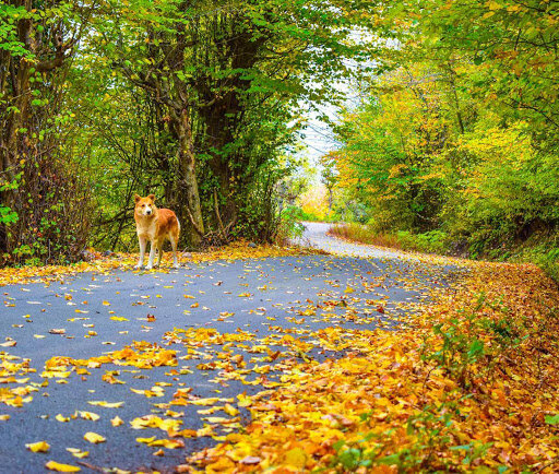 جنگل نقله بر؛ بکرترین و زیباترین جنگل گیلان برای سفر پاییزی