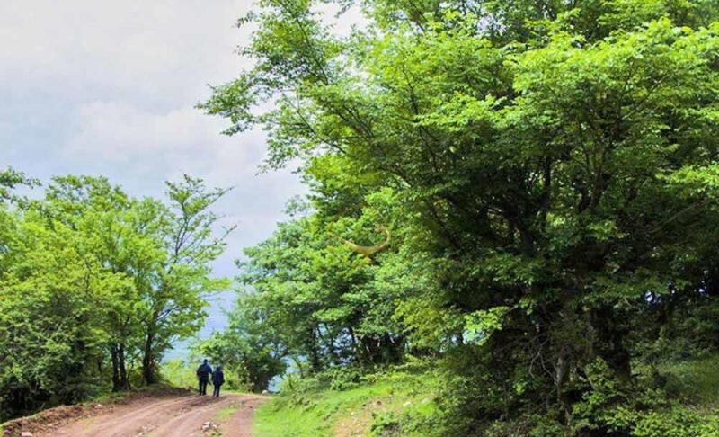 جنگل نقله بر؛ بکرترین و زیباترین جنگل گیلان برای سفر پاییزی