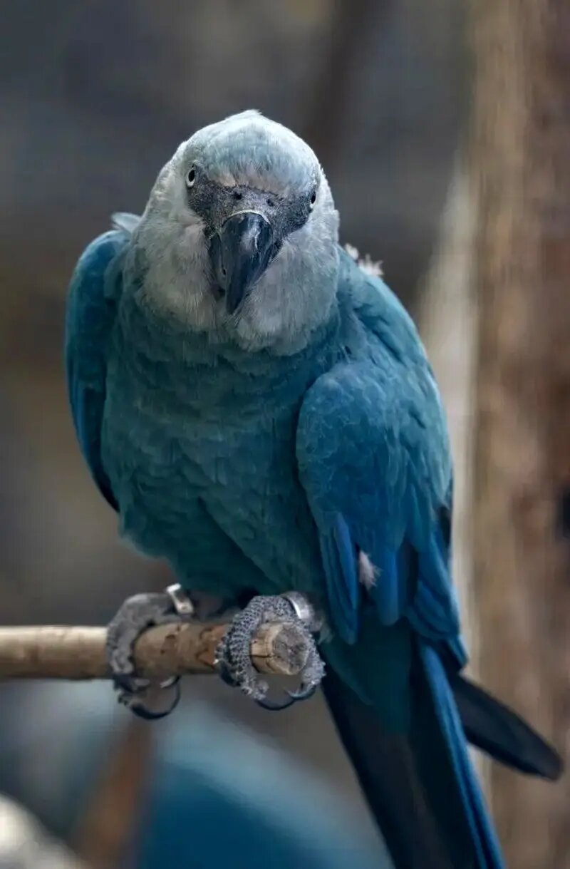 تولد نخستین جوجه نادرترین طوطی جهان پس از انقراض! + عکس