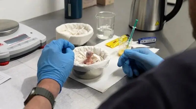 تولد نخستین جوجه نادرترین طوطی جهان پس از انقراض! + عکس