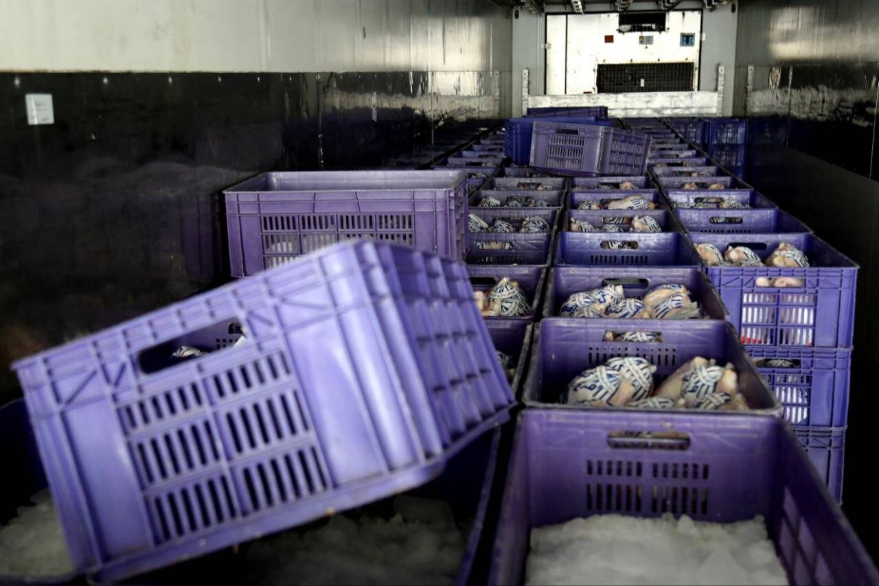 توزیع مرغ گرم