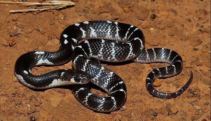 سیهمار سیستان و بلوچستان در هرمزگان هم ثبت شد | در هرمزگان پادزهر این مار وجود ندارد + فیلم