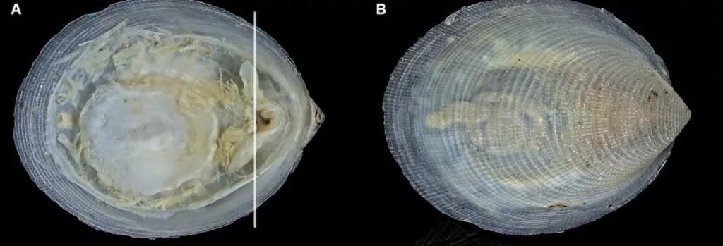 انگل پاپکورنی ربطی به ذرت ندارد | شناسایی ۱۴ گونه جدید دریایی