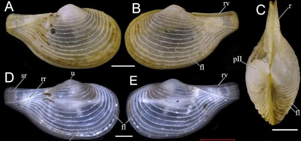 انگل پاپکورنی ربطی به ذرت ندارد | شناسایی ۱۴ گونه جدید دریایی