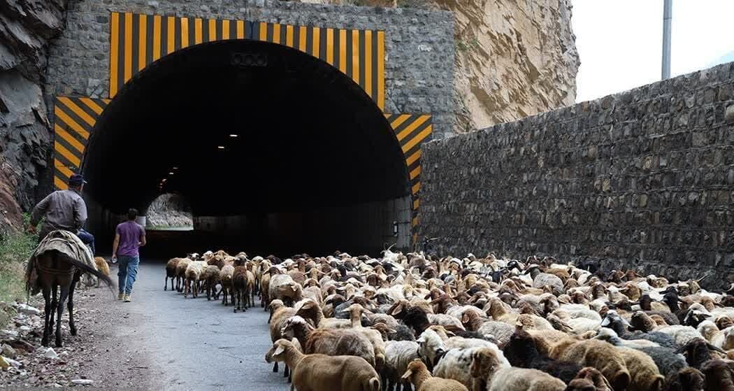 جاده چالوس و آزادراه تهران ـ شمال ۲۴ ساعت مسدود میشود عبور احشام در جاده چالوس