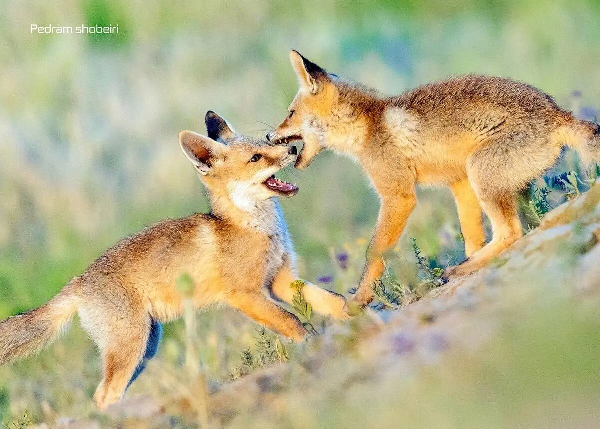 تصاویر زیبایی از بازی دو توله‌روباه در لشگردر سمنان
