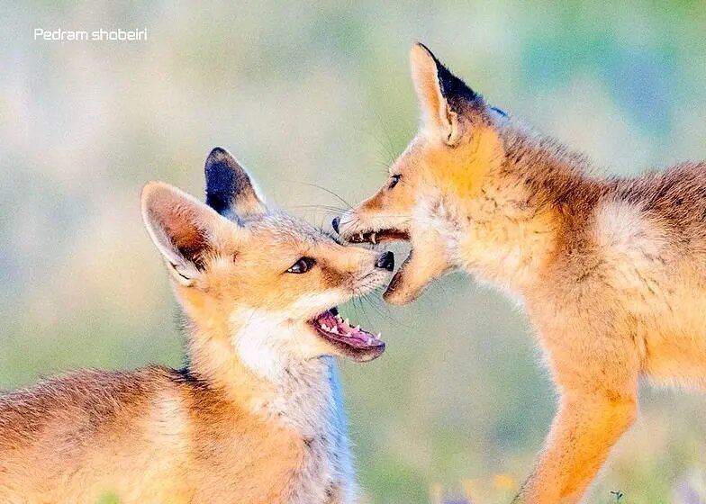 تصاویر زیبایی از بازی دو توله‌روباه در لشگردر سمنان