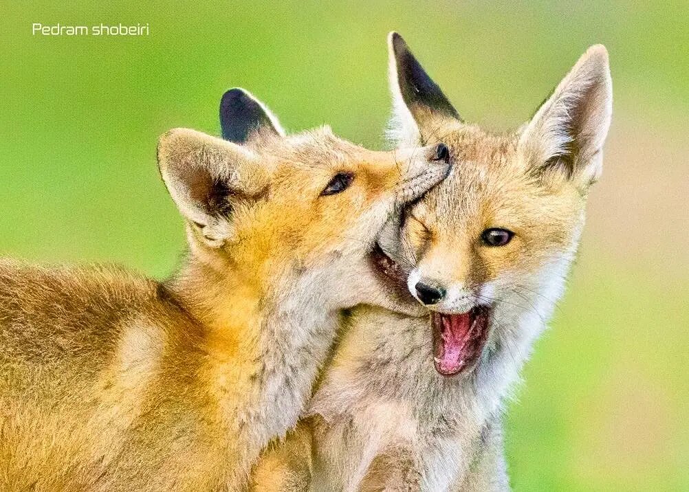 تصاویر زیبایی از بازی دو توله‌روباه در لشگردر سمنان