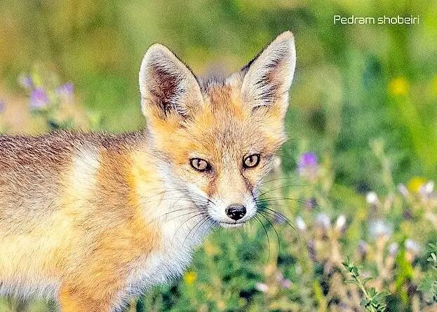 تصاویر زیبایی از بازی دو توله‌روباه در لشگردر سمنان