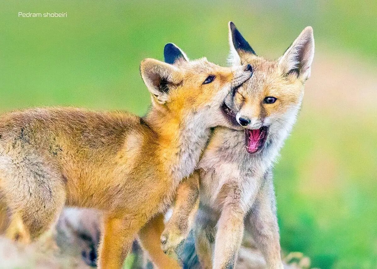 تصاویر زیبایی از بازی دو توله‌روباه در لشگردر سمنان