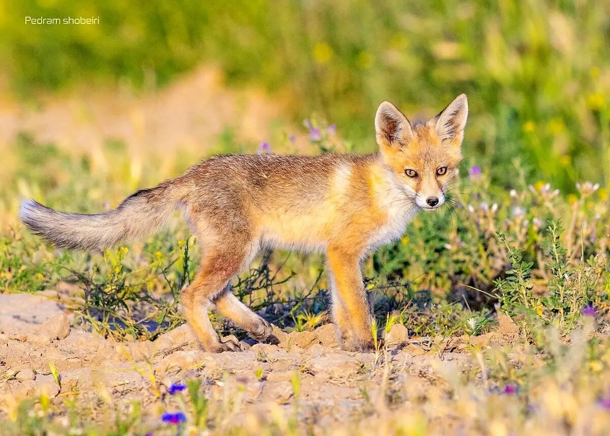 تصاویر زیبایی از بازی دو توله‌روباه در لشگردر سمنان