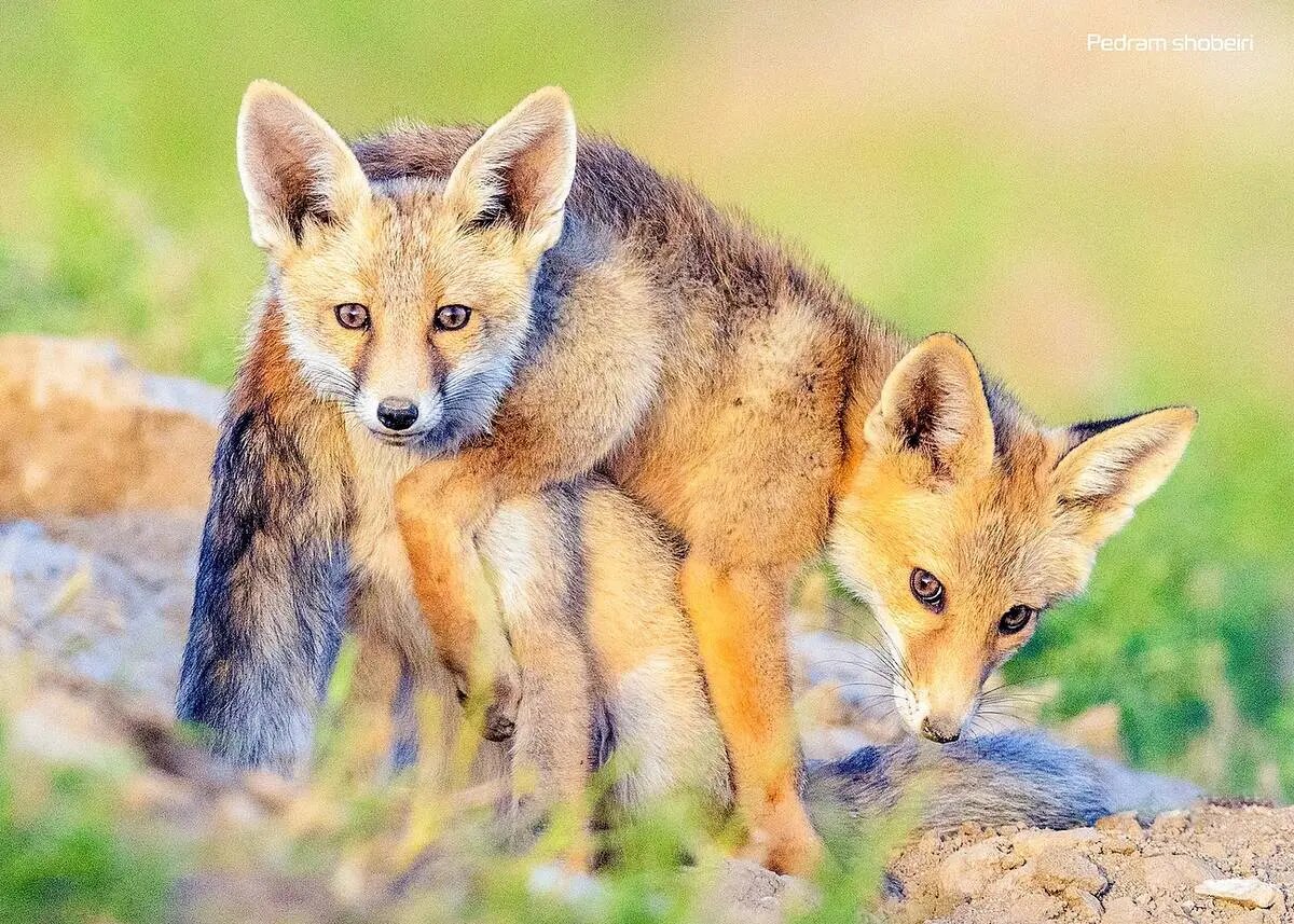 تصاویر زیبایی از بازی دو توله‌روباه در لشگردر سمنان
