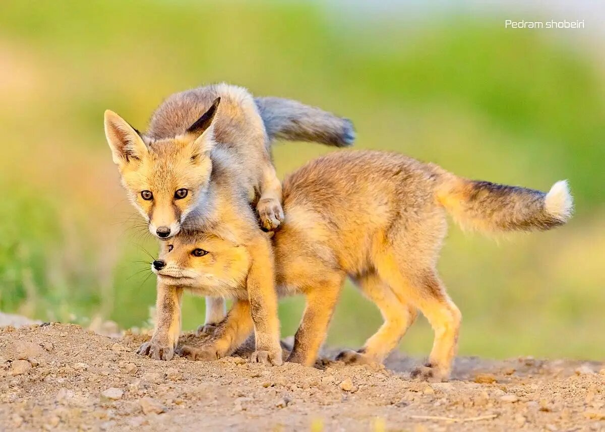 تصاویر زیبایی از بازی دو توله‌روباه در لشگردر سمنان