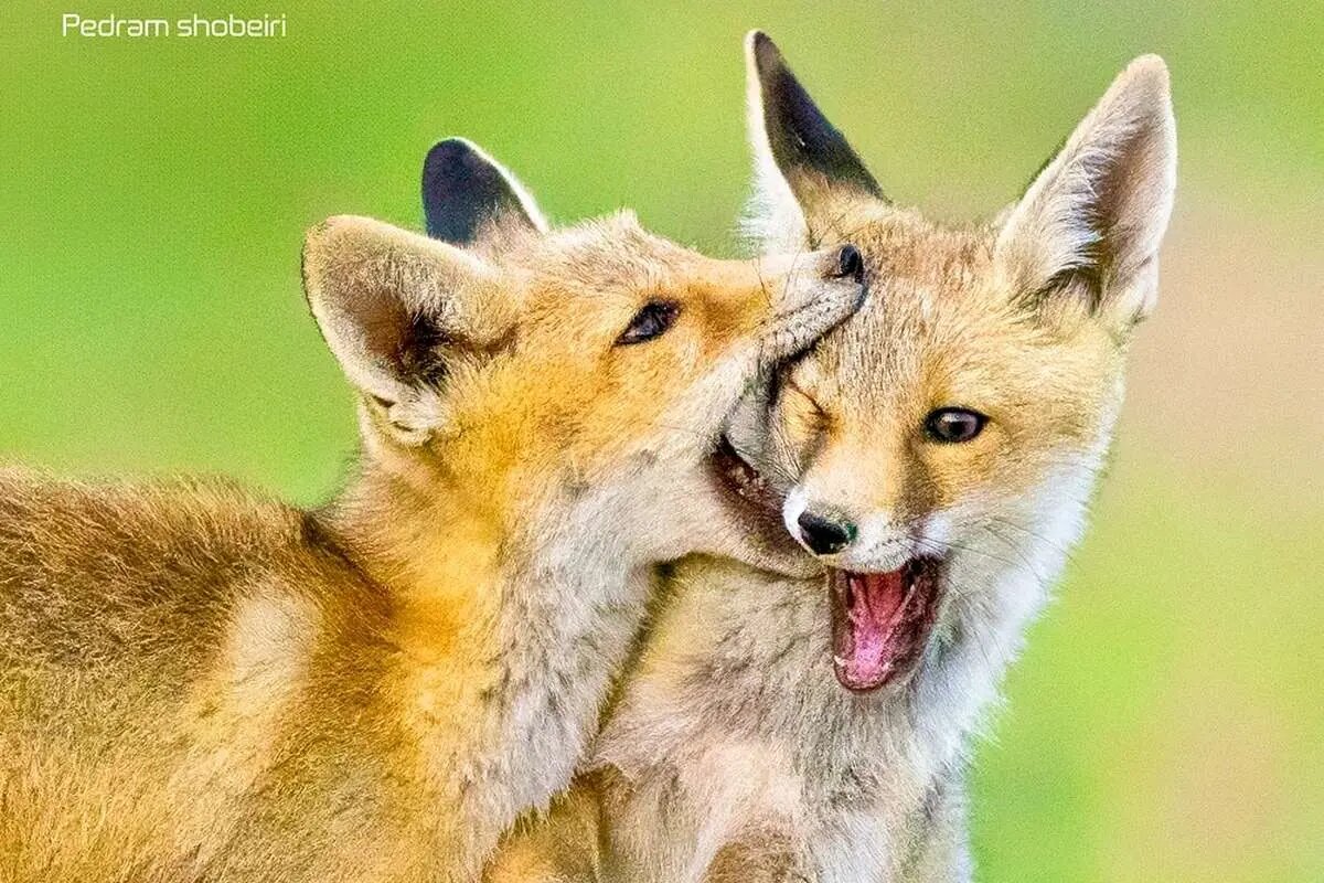 تصاویر زیبایی از بازی دو توله‌روباه در لشگردر سمنان