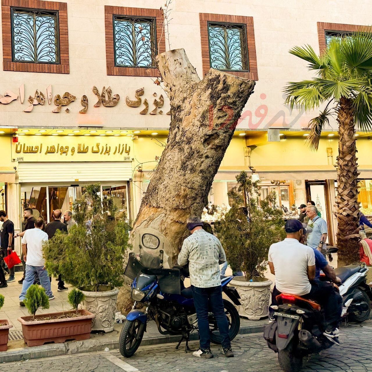 چرا درخت کهنسال خیابان ۱۵ خرداد قطع شد؟ + توضیحات