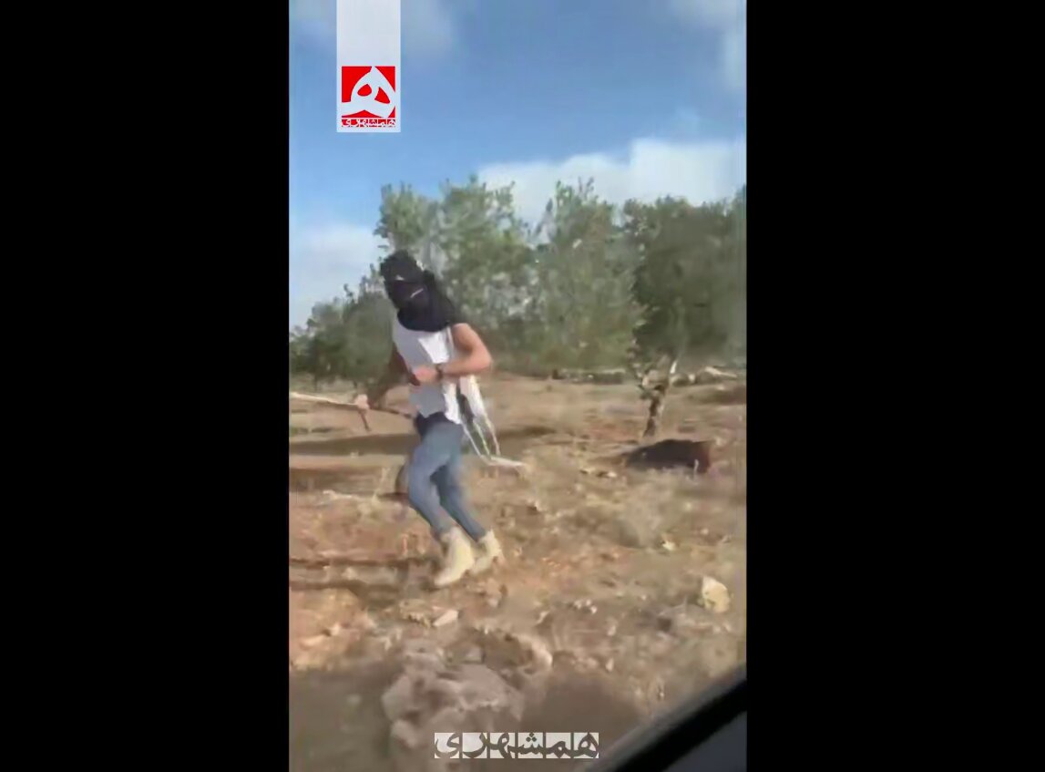 ضرب و شتم وحشیانه یک پیرزن هنگام زیتون چینی | ویدئو