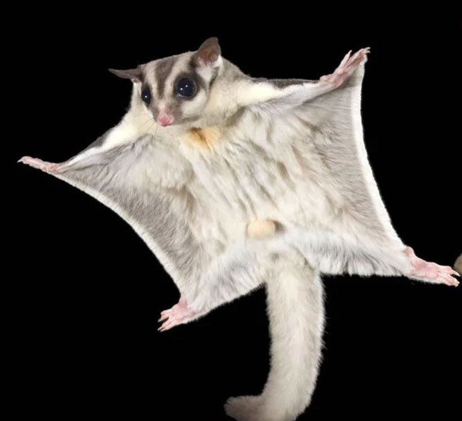 جانوران غیر پرندهای که پرواز میکنند