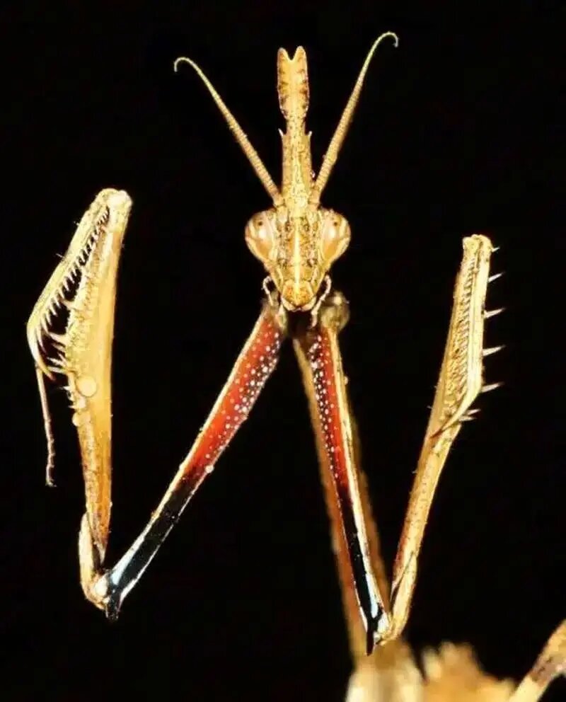 نگارهای عجیب در ایران؛ موجودی نه کاملاً حشره، نه کاملاً انسان! | عکس