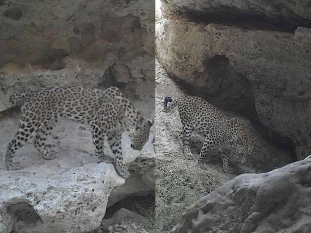 تصویر ۲ گونه نادر و ارزشمند از پلنگ ایرانی در ارتفاعات لامرد