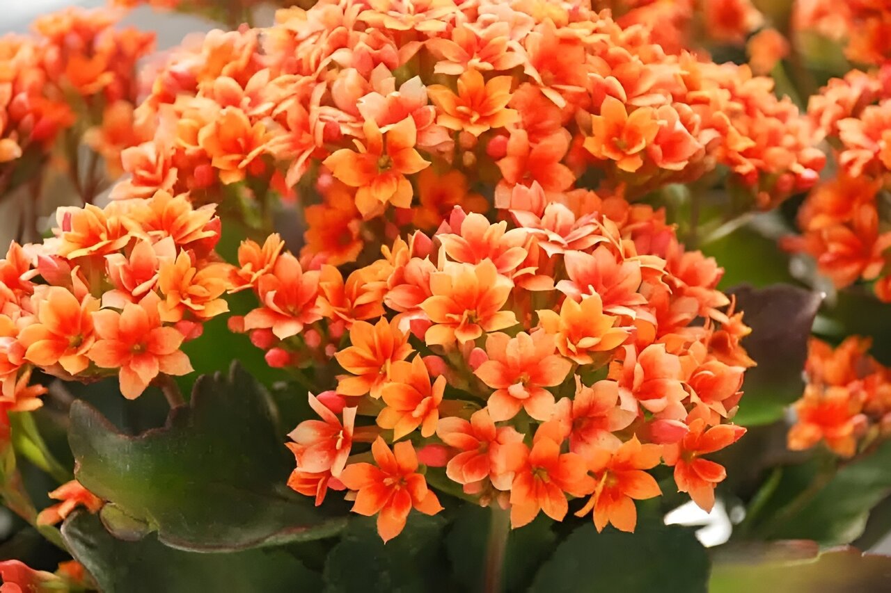 نگهداری و پرورش گل آپارتمانی کالانکوا ؛ چه کار کنیم کالانکوا دوباره گل بدهد؟ گل کالانکوا