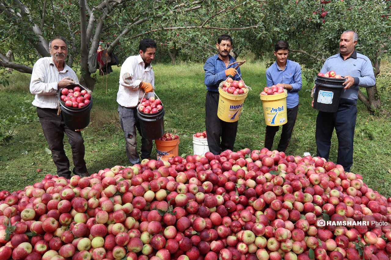 فصل سیب مراغه رسید | چرا سیب مراغه از همه سیب ها مرغوب تر است؟