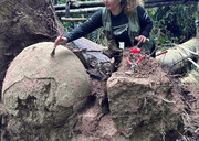 بیرون آمدن «کوزه‌های باستانی» از خاک با واژگون شدن یک درخت در جنگل آمازون | عکس