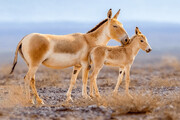 این گونه نادر حیات وحش، فقط در قلب کویر ایران نفس می کشد | تصاویر