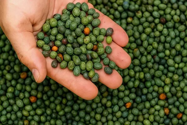 قاتق بنه؛ غذای اصیل کرمان با ۱۲ خواص ویژه برای سلامتی بدن